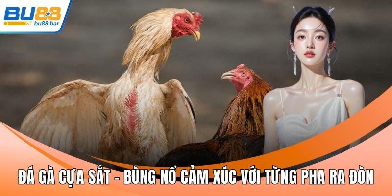 Đá gà cựa sắt