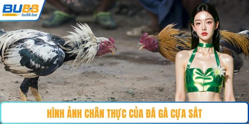 Hình ảnh chân thực của đá gà cựa sắt