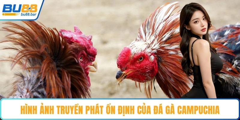Hình ảnh truyền phát ổn định của đá gà Campuchia