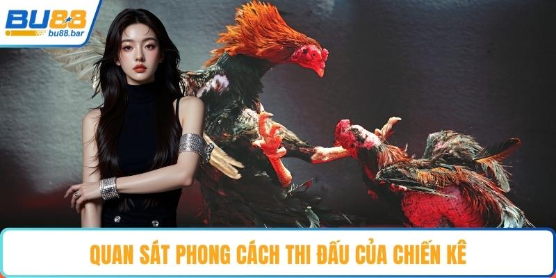 Quan sát phong cách thi đấu của chiến kê