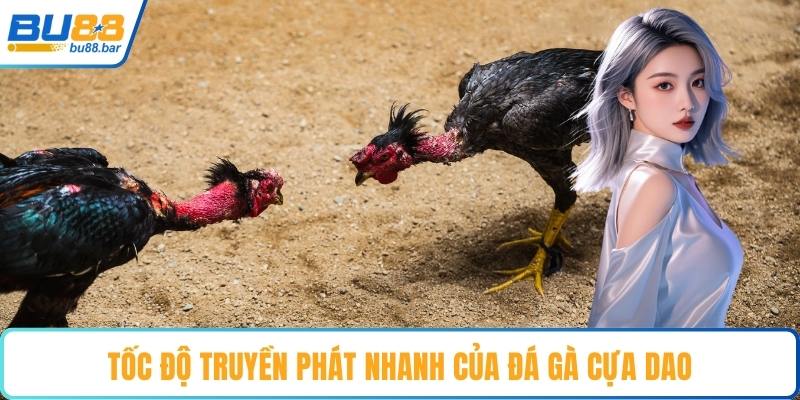 Tốc độ truyền phát nhanh của đá gà cựa dao